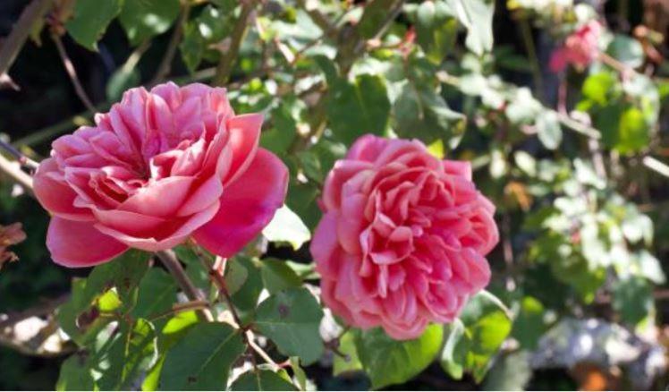 Le Gite Entre Val Et Rose Provins Exteriér fotografie